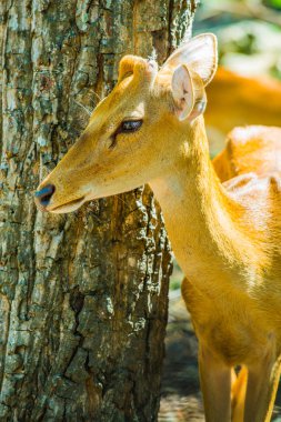 Tayland 'da Benekli Geyik Portresi.