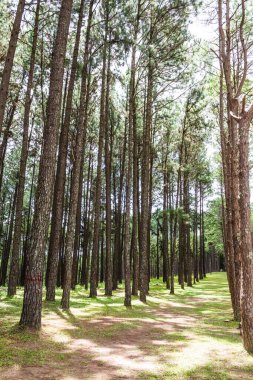 Tayland 'daki Boa Keaw Silvikültürel Araştırma İstasyonu' ndaki Çam Tarlalarının manzarası.