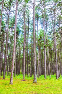 Tayland 'daki Boa Keaw Silvikültürel Araştırma İstasyonu' ndaki Çam Tarlalarının manzarası.