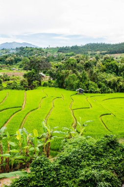 Tayland 'da pirinç tarlaları.