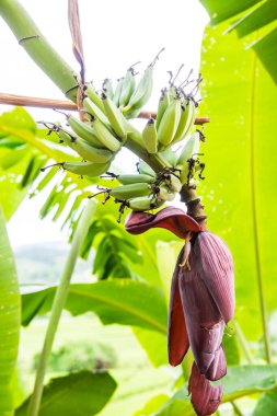 Muz çiçeği ve meyveler Tayland 'da.