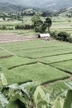 Tayland 'da pirinç tarlaları.