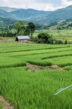 Tayland 'da pirinç tarlaları.