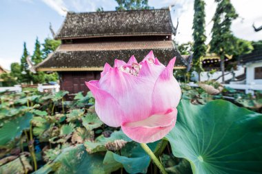 Su Havuzu, Tayland 'da Antik Tayland Kilisesi ile Pembe Lotus.