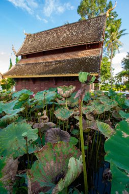 Tayland 'daki Phuttha Eoen tapınağında eski kilise geçmişine sahip nilüfer tohumları..