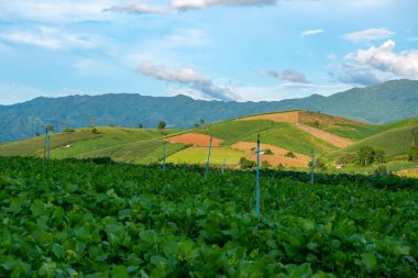 Chiang Mai, Tayland 'da Mae Chaem bölgesinin dağ manzaralı tarım alanı.