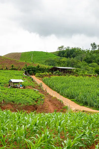 Chiang Mai, Tayland 'da Mae Chaem bölgesinin dağ manzaralı tarım alanı.