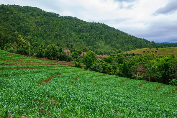 Chiang Mai, Tayland 'da Mae Chaem bölgesinin dağ manzaralı tarım alanı.