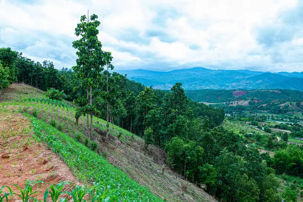 Chiang Mai, Tayland 'da Mae Chaem bölgesinin dağ manzaralı tarım alanı.