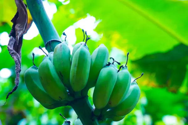 stock image Nam Lawo banana in the nature, Thailand.