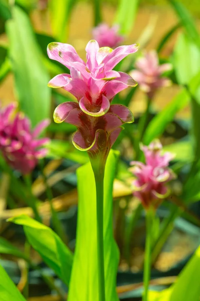 Doğal geçmişi olan Curcuma Alismatifolia çiçeği, Tayland.