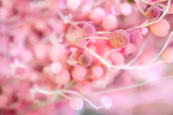 Small pastel dried flowers with pastel pink background.
