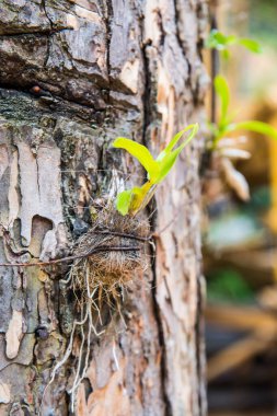 Orkide ağacı, Tayland 'da.