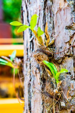 Orkide ağacı, Tayland 'da.