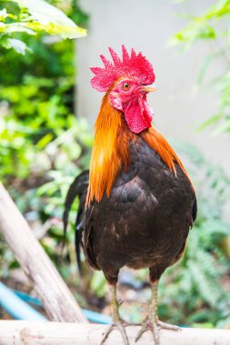 Tayland, Tayland 'da horoz.