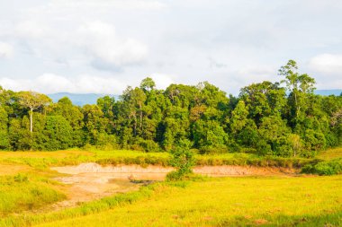 Tayland 'daki Khoyai Milli Parkı' nda yeşil arazili tropikal yağmur ormanı