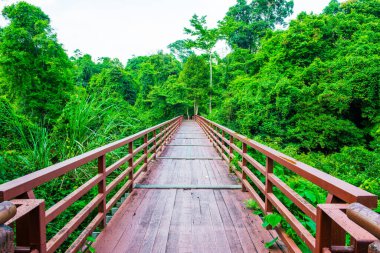 Tayland 'daki ulusal parkta tahta köprü..