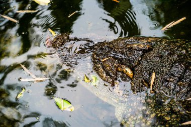 Tatlı su timsahı veya siyam timsahı, Tayland