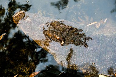 Tatlı su timsahı veya siyam timsahı, Tayland