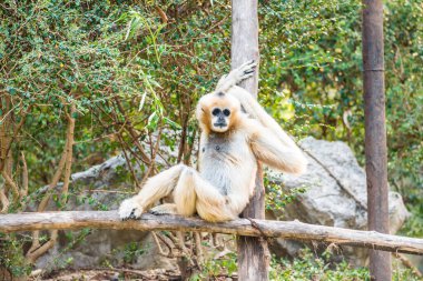 Beyaz Yanaklı Gibbon 'un Portresi, Tayland