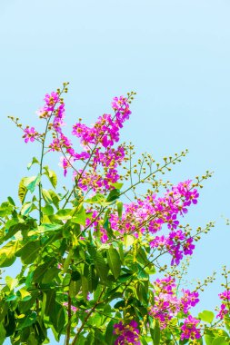 Lagerstroemia çiçekleri mavi gökyüzü, Tayland
