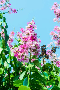 Lagerstroemia çiçekleri mavi gökyüzü, Tayland