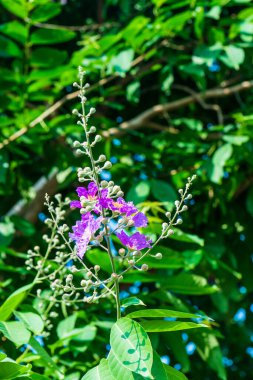 Yeşil yapraklı Lagerstroemia çiçekleri, Tayland