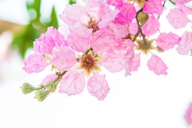 Beyaz gökyüzü ile Lagerstroemia çiçekleri, Tayland