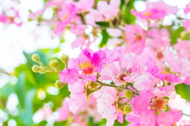 Yeşil yapraklı Lagerstroemia çiçekleri, Tayland