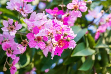 Yeşil yapraklı Lagerstroemia çiçekleri, Tayland