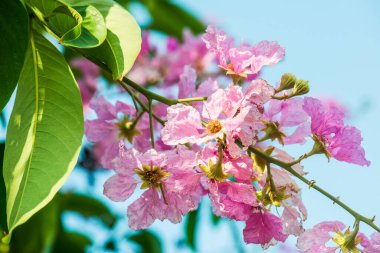 Lagerstroemia çiçekleri mavi gökyüzü, Tayland