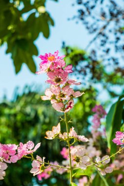 Lagerstroemia çiçekleri mavi gökyüzü, Tayland