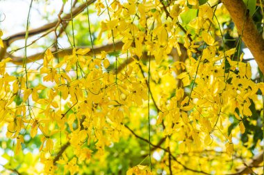 Ağaç, Tayland 'da Altın Sağanak Çiçekleri