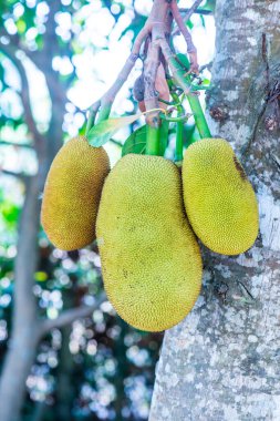 Ağaçta Jackfruit, Tayland
