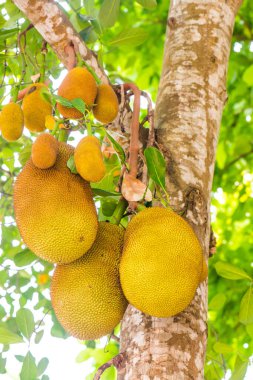 Ağaçta Jackfruit, Tayland