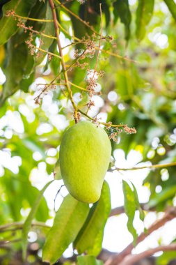 Ağaçta mango meyvesi, Tayland