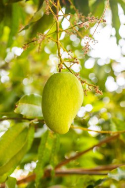 Ağaçta mango meyvesi, Tayland