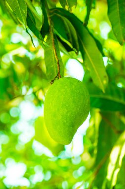 Ağaçta mango meyvesi, Tayland