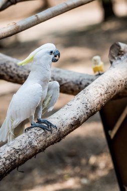 Sarı tepeli Kakadu Portresi, Tayland