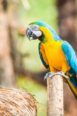 Tayland 'daki şubede mavi ve altın makavı
