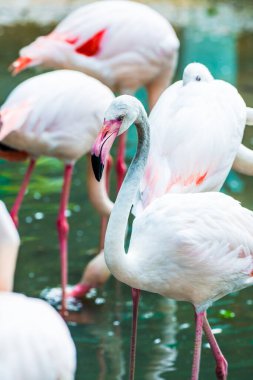 Tayland, Tayland 'da Büyük Flamingo Kuşunun Portresi