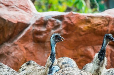 Emu Kuşunun Portresi, Tayland