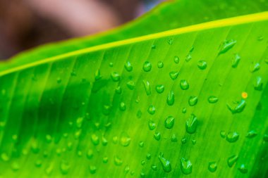 Muz yaprağı arka planı, Tayland