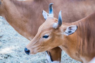Banteng, Tayland 'ın Baş Fotoğrafı