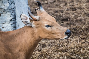 Banteng, Tayland 'ın Baş Fotoğrafı