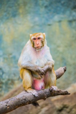 Rhesus Macaque 'ın Portresi, Tayland