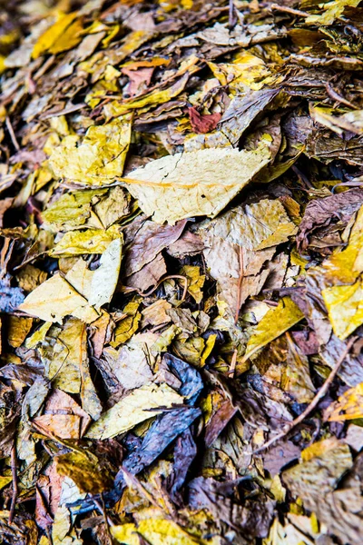 Kuru çay yaprağının arka planı, Tayland.