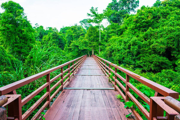 Wooden bridge in national park, Thailand.