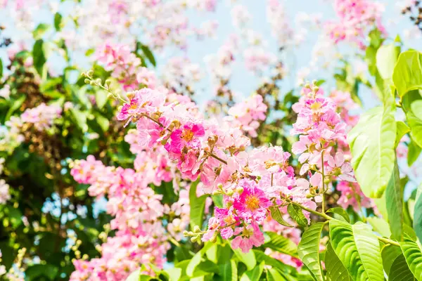 Yeşil yapraklı Lagerstroemia çiçekleri, Tayland