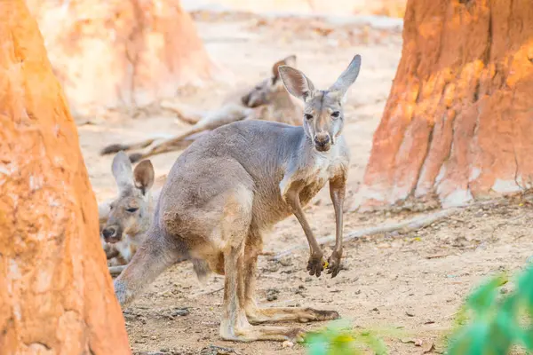 stock image Red kangaroo in Thai, Thailand